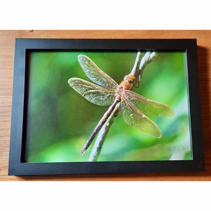 Dragonfly Print