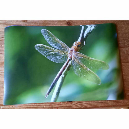 Dragonfly Print