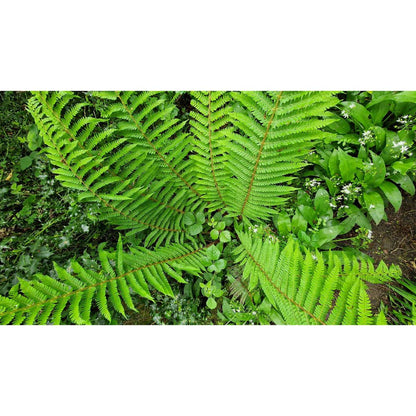 Fern & Wild Garlic Photo Cards