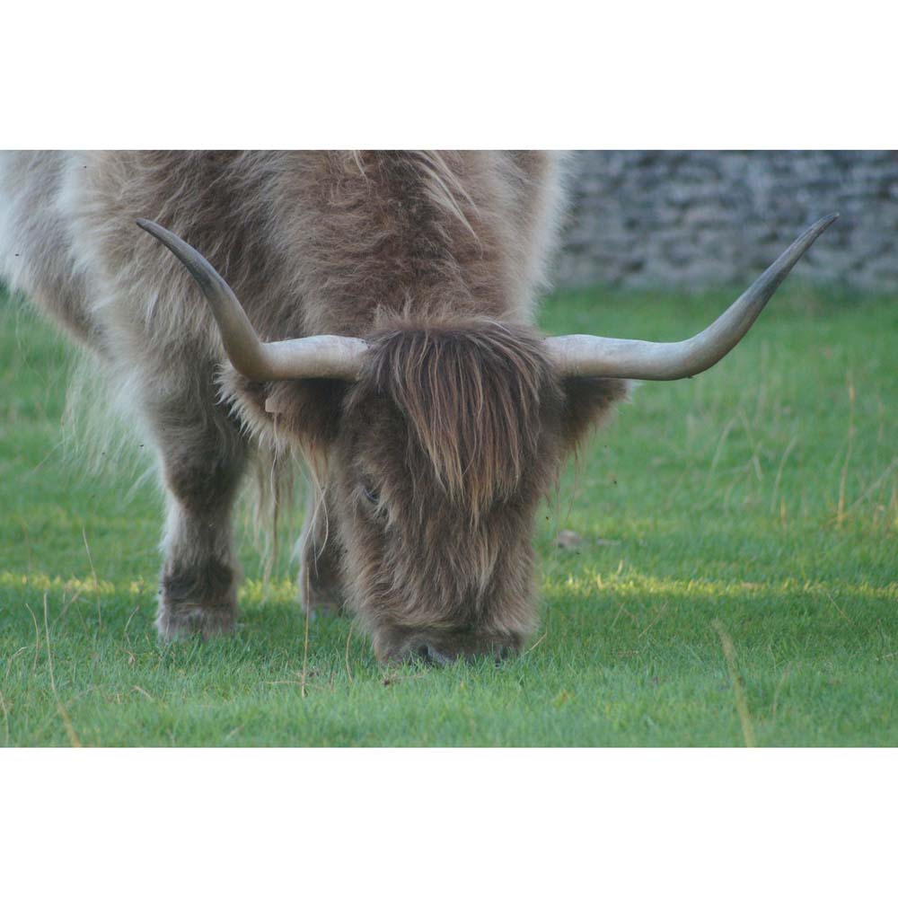 Highland Cow Photo Cards