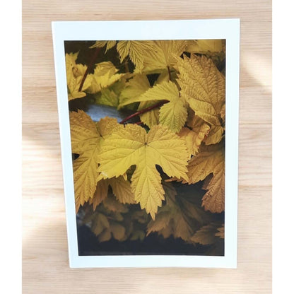 Autumn Leaves Cards