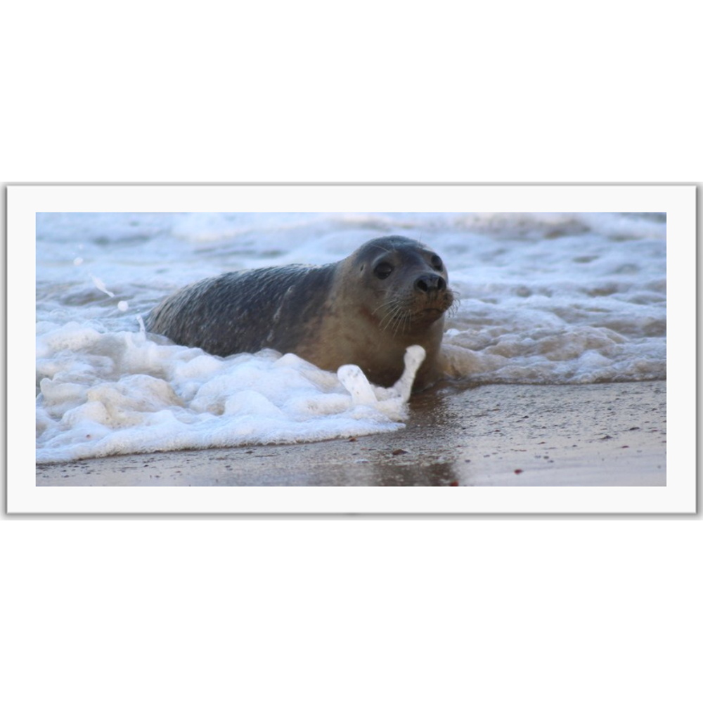 Seal Photocards (Pack of 5)