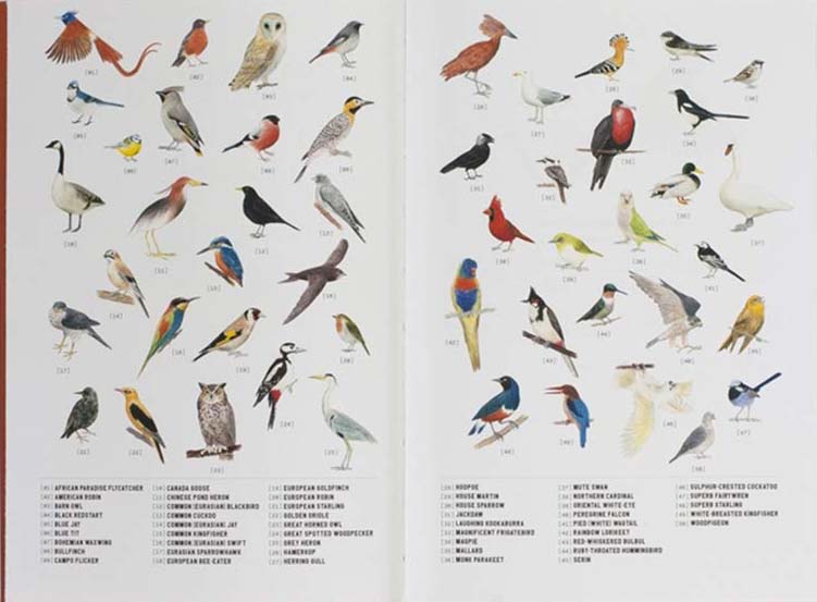 City Birds: An Urban Birdwatching Logbook